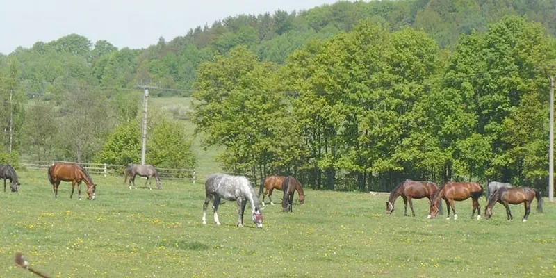 Stádo koní na louce u lesa